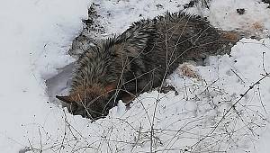 Bitkin ve yürüyemez halde bulunan kurt, tedavi altına alındı