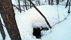 Bitlis'te, PKK'lı teröristlerin kullandığı 8 sığınak bulundu