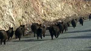 Denizli'de domuz sürüsü böyle görüntülendi