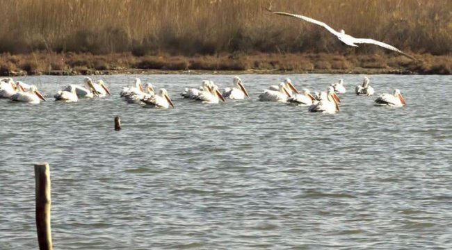 Milli parkta su kuşlarının sayısı yüzde 55 arttı