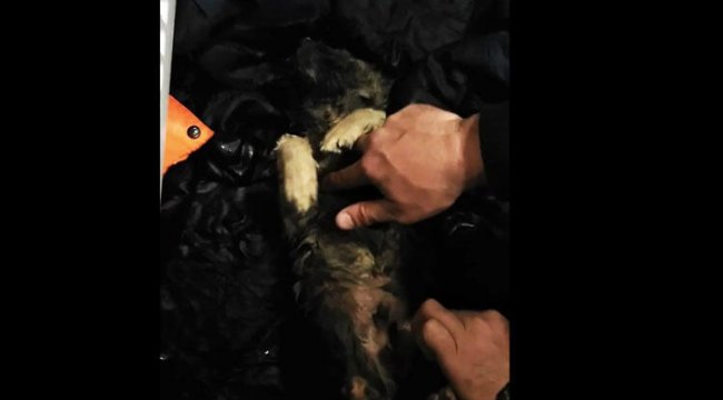 Soğukta kaskatı bulduğu köpeği, kalp masajı ile hayata döndürdü