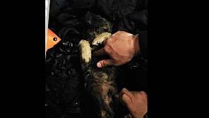 Soğukta kaskatı bulduğu köpeği, kalp masajı ile hayata döndürdü