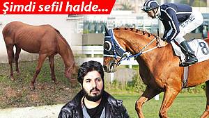 Son dakika haberi: Kividen, muzdan kuru samana... Reza Zarrab'ın atı ‘Dayım benim’ ne hallere düştü