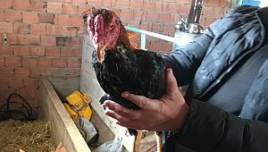 Yasa dışı horoz dövüştüren 23 kişiye 7 bin 790 TL ceza kesildi