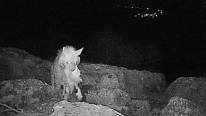 Adıyaman’da çizgili sırtlan fotokapana takıldı
