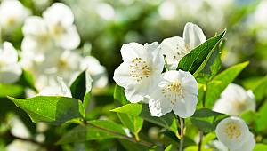 Cemre suya ne zaman düşecek? İşte ikinci cemre düşme tarihi…