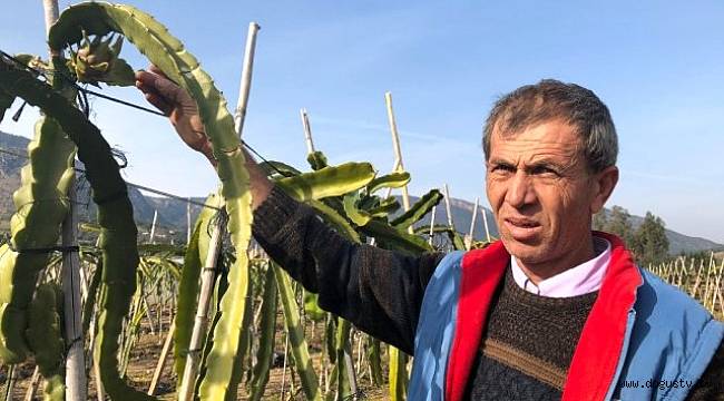 Denemek için ejder meyvesi ekti, şimdi siparişlere yetişemiyor