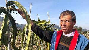 Denemek için ejder meyvesi ekti, şimdi siparişlere yetişemiyor