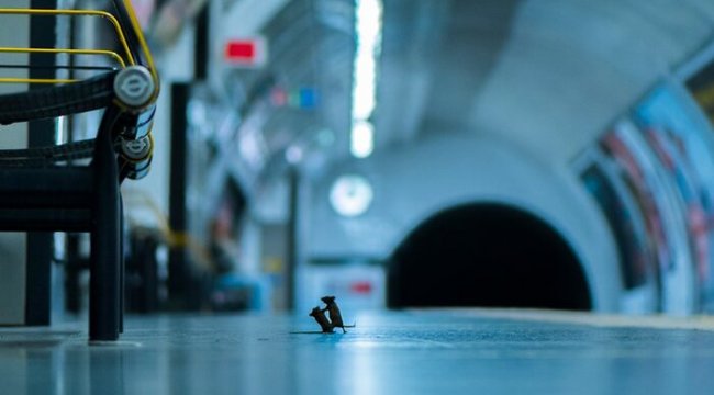 Doğal yaşam fotoğrafları: Dövüşen metro fareleri halk jürisi ödülünü kazandı