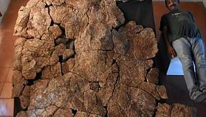 Dünyanın en büyük kaplumbağasının kabuğu bulundu