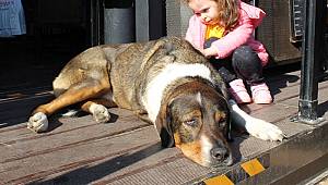 İçinizi ısıtacak görüntüler... Sokak hayvanları bu kafelere rahatça girip çıkıyor