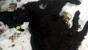 Isparta'da kurtların saldırdığı 45 keçi telef oldu