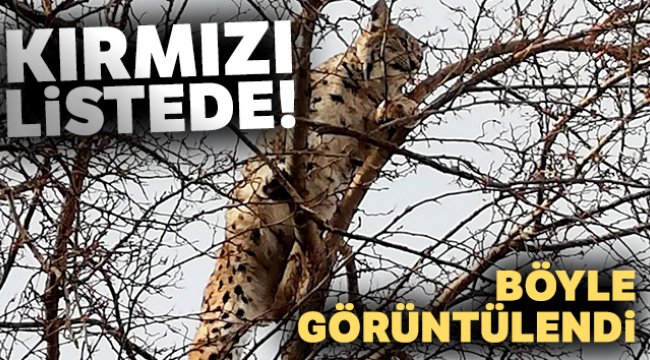 Kırmızı listedeki vaşak Erzincan’da görüntülendi