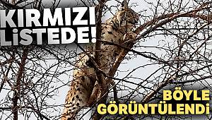 Kırmızı listedeki vaşak Erzincan’da görüntülendi