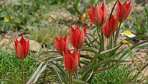 Manisa Lalesi'ni koparmanın cezası 73 bin 747 TL