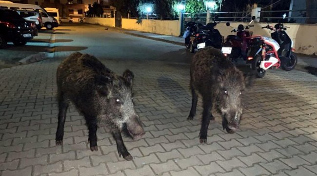 Marmaris'te yaban domuzları ilçe merkezine indi
