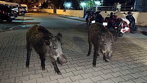 Marmaris'te yaban domuzları ilçe merkezine indi