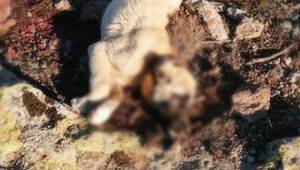 Niğde'de yürek yakan olay! Yavru köpekler tüfekle öldürüldü