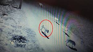 Şaşkına çeviren görüntü: Kurt sürüsü içinde bir köpek