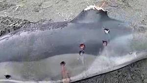 Tepki çeken görüntü! Yunuslar silahla öldürüldü