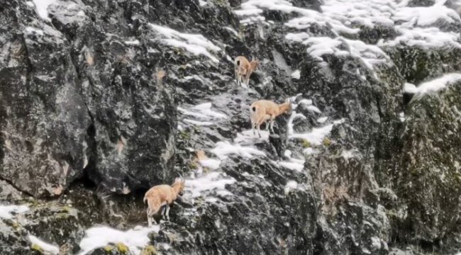 Tunceli'de dağ keçisi sürüsü ilçeye indi! Gören telefona sarıldı