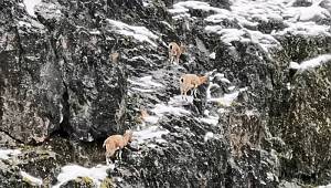 Tunceli'de dağ keçisi sürüsü ilçeye indi! Gören telefona sarıldı