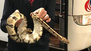 Valizden kaçan piton yolcu otobüsünde paniğe neden oldu