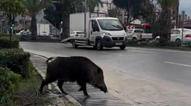 Yaban domuzu açlıktan kente indi
