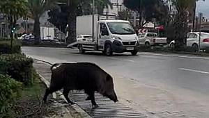 Yaban domuzu açlıktan kente indi