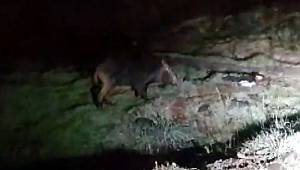 Aç kalan yaban domuzu Arnavutköy'ün merkezine indi