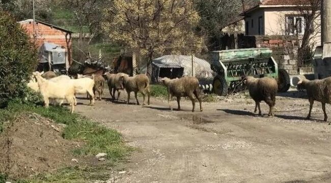 Bursa'da karantina sona erdi