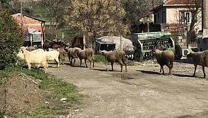 Bursa'da karantina sona erdi