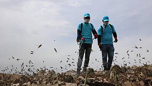 Çekirge istilası Türkiye sınırına dayandı! Çekirge istilası kıyamet alameti mi?