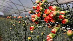 Çiçek sektöründe koronavirüs korkusu