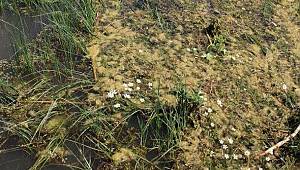 Eber Gölü'nün suyu çürümeye başladı