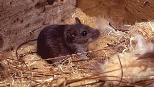 Hanta virüs nedir, salgın olur mu, insandan insana bulaşır mı?