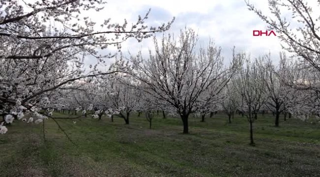 IĞDIR KAYISI üretiminde Türkiye'de ilk sıralarda yer alan Iğdır'da kayısı ağaçları çiçek açtı.