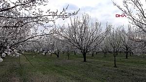 IĞDIR KAYISI üretiminde Türkiye'de ilk sıralarda yer alan Iğdır'da kayısı ağaçları çiçek açtı.