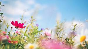 İlkbahar başlangıcı ne zaman? Google’dan “İlkbahar geldi!” doodle’ı