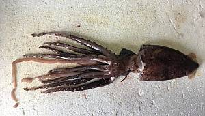 Mersin'de heyecanlandıran av: Akdeniz'in mücevheri yakalandı