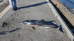 Ölü yunus sahile vurdu