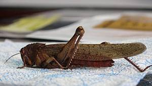 Prof. Dr. Aslan: Bizim bölgemizde de tahribata yol açan çekirge türleri var