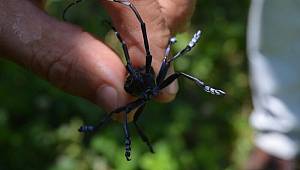 Uzmanlar uyardı: İstilacı böcekler kışlama döneminden çıkıyor mücadelede geç kalınmamalı