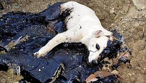 Zifte bulanan köpek ve 5 kaplumbağa kurtarıldı