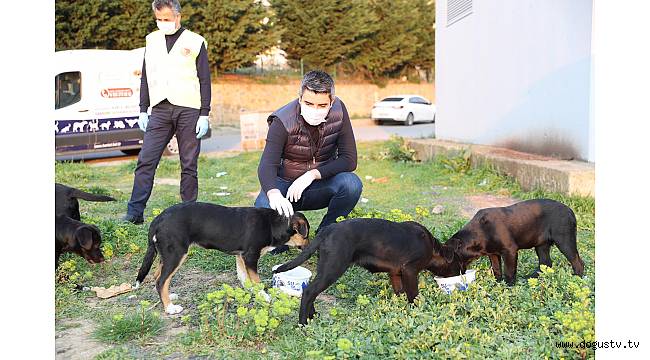 BAŞKAN GÖKHAN YÜKSEL, SOKAK HAYVANLARI İÇİN MAMA DAĞITTI