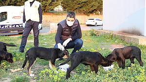 BAŞKAN GÖKHAN YÜKSEL, SOKAK HAYVANLARI İÇİN MAMA DAĞITTI