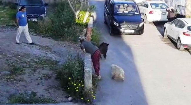 Bodrum'da gündüz vakti yaban domuzu görüntülendi