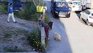 Bodrum'da gündüz vakti yaban domuzu görüntülendi