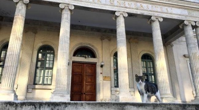 İstanbul'da cadde ve meydanlar sokak hayvanlarına kaldı