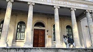 İstanbul'da cadde ve meydanlar sokak hayvanlarına kaldı